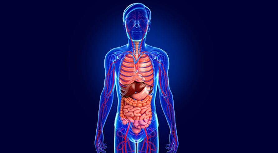 brain-gut-inflammation-photobiomodulation